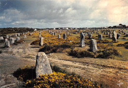 56 CARNAC Ménec Les Menhirs Au Printemps (Scan R/V) N° 14 \MS9032 - Carnac