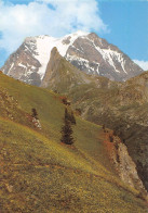 73 PRALOGNAN-LA-VANOISE Flore Alpestre Face à La Grande Casse (Scan R/V) N° 32 \MS9050 - Pralognan-la-Vanoise