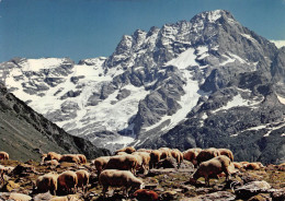 05 La-Chapelle-en-Valgaudemar Moutons Et Sirac (Scan R/V) N° 36 \MS9066 - Embrun