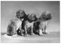 Les Trois Chiens Foto Voller-Ernst 6830 CHIASSO (CH) Suisse (Scan R/V) N° 47 \MS9075 - Hunde