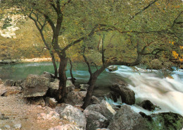 84 Fontaine-de-Vaucluse La Première Cascade Du Gouffre Par Hautes-Eaux (Scan R/V) N° 21 \MS9079 - L'Isle Sur Sorgue