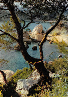 13 CASSIS Anse Du Petit Paradis Et Plage De L'Arène (Scan R/V) N° 79 \MS9091 - Cassis