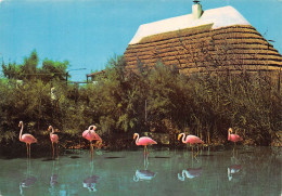 13 Les Saintes-Maries-de-la-Mer Flamants Roses Et Cabane De Guardians (Scan R/V) N° 62 \MS9090 - Saintes Maries De La Mer