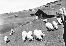 73 Hauteluce Chalets Et Moutons Sur La Route De N-D De Bellecombe (scan R/V) 63 \PC1205 - Albertville