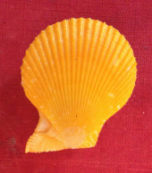 Mimachlamys Varia( Linneo, 1758). Yellow- 44x 38mm- Chioggia, Italy. June.2019- Collected Alive Under The Stones At 10mt - Seashells & Snail-shells