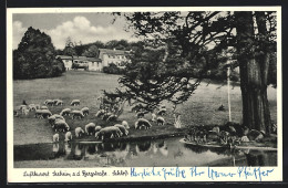 AK Seeheim A. D. Bergstrasse, Schloss, Schafsherde Am Wasser  - Otros & Sin Clasificación