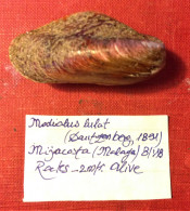 Modiolus Lulat( Dautzenberg, 1891)- Miyacosta, Malaga ( Spain). 52,1x 24,8mm. Collected Alive On Rock By Diver At 2mtrs - Conchas Y Caracoles
