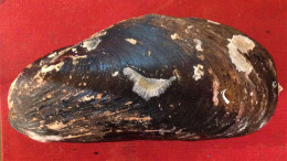 Modiolus Modiolus ( Linnè, 1758)- North Sea. 121x 56mm. Trawled By Fishing Boat On Mud Between 199-150mtrs Depth. - Conchiglie