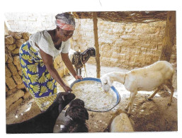 Mali - Une Femme Nourrit Ses Bêtes # 10-20/3 - Mali