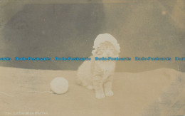 R036251 Little Miss Muffet. Kitten. Photochrom. Glossy. 1908 - Welt