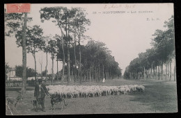 91 - MONTGERON - Les Moutons - Montgeron