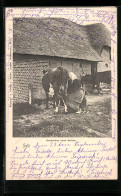 AK Sylt, Bauernfrau In Tracht Beim Melken  - Costumes