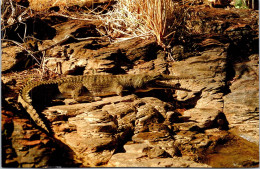 7-5-2024 (4 Z 25) Australia - Freshwater Crocodile - Altri & Non Classificati