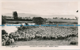 R036806 Australias Golden Fleece. Merino Sheep. The Rose. RP - Welt
