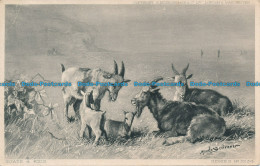 R036855 Goats And Kids. Hildesheimer. No 5234. 1903 - Monde