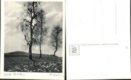 716487 Verlag Walter Niessen Gräfelfing München Birken Bäume - Photographs