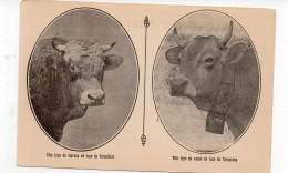 Tête Type De Race De Taureau Et Vache De Race TARENTAISE  (L69) - Cows