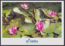 Sri Lanka Ceylon Mint Unused Airmail Postcard Blooming Lotus, Flower, Flowers, Post Card - Sri Lanka (Ceylon)