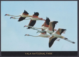 Sri Lanka Ceylon Mint Unused Airmail Postcard Yala National Park, Greater Flamingo, Bird, Birds, Post Card - Sri Lanka (Ceylon)