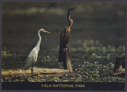 Sri Lanka Ceylon Mint Unused Airmail Postcard Yala National Park, Great Egret, Bird, Birds, Post Card - Sri Lanka (Ceilán)