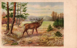 H2104 - Hirsch Rotwild Jagd - Künstlerkarte - Erika - Nachgebühr - 1900-1949