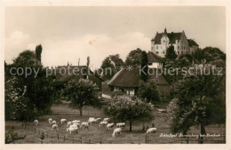 13793916 Stettfurt TG Schlossgut Sonnenberg U. Schafherde  - Other & Unclassified