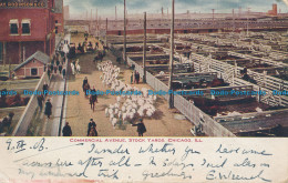 R038863 Commercial Avenue. Stock Yards. Chicago. Ill. 1906. B. Hopkins - Welt