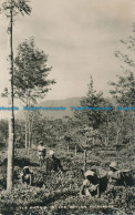 R038931 Tea Picking In The Ceylon Highlands. Geo A. Koch. B. Hopkins - World