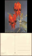 Ansichtskarte  Fauna / Pflanzen: Clianthus Speciosus (Ruhmesblume) 1964 - Andere & Zonder Classificatie