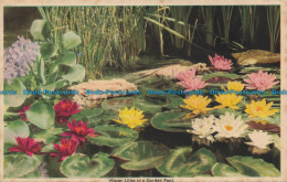 R039043 Water Lilies In Garden Pool - World