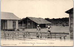 GABON - Plantation De Cacao A N'KOGO  - Gabon