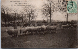 50 CHERBOURG - Le Marché Aux Moutons  - Other & Unclassified
