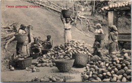 CEYLAN - Cocoa Gathering  - Sri Lanka (Ceylon)