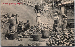 CEYLAN - Cocoa Gathering  - Sri Lanka (Ceilán)