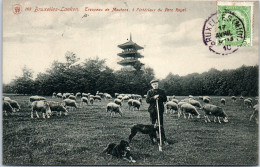 BELGIQUE - BRUXELLES LAEKEN - Mouton Dans Le Parc Royal  - Autres & Non Classés