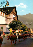 73241990 St Anton Arlberg Viehtrieb Kuehe St Anton Arlberg - Andere & Zonder Classificatie