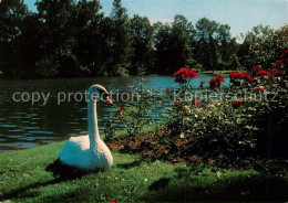 73241224 Bad Salzuflen Kurparksee Schwan Bad Salzuflen - Bad Salzuflen