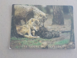 CPSM -  AU PLUS RAPIDE - WOLF - LES LOUPS DU GEVAUDAN - LOZERE - NON VOYAGEE - Andere & Zonder Classificatie