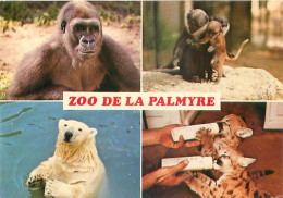 La Palmyre  - Le Zoo     Y 240 - Autres & Non Classés