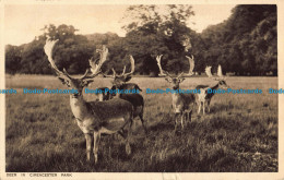 R039634 Deer In Cirencester Park. Dennis. Cecily. 1931 - Monde