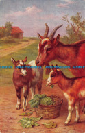 R039637 Old Postcard. Goats. Salmon. No 5019. 1948 - Monde