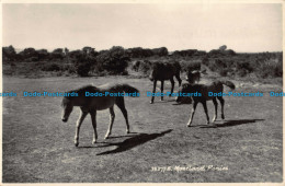 R039646 Moorland Ponies. Sweetman. No 383778. RP - Monde