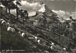 11646630 Zermatt VS Mit Matterhorn Schafe  - Autres & Non Classés