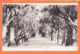 32526 / ⭐ (•◡•) ALGER Algérie ◉ Allée Des DRACENAS Jardin D'Essai 1910s ◉ Editeur LEVY LL-283 - Algiers