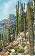 CPA Monaco-Jardin Exotique-Echinocactus Grusonii       L1065 - Exotic Garden