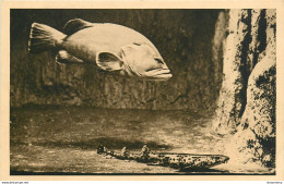 CPA Aquarium De Monaco-Mérou Brun Et Chat De Mer      L1065 - Ozeanographisches Museum