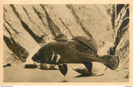 CPA Aquarium De Monaco-Corbeau De Mer       L1065 - Museo Oceanografico