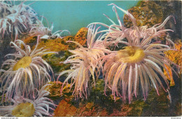 CPA Aquarium De Monaco-Anemonia Sulcata      L1065 - Museo Oceanográfico