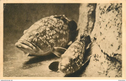 CPA Aquarium De Monaco-Mérou Brun       L1065 - Ozeanographisches Museum