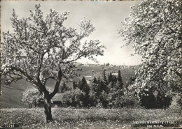 11645725 Hemberg SG Baumbluete Kurort Hemberg - Sonstige & Ohne Zuordnung